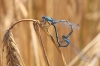 IMG_1336 Common Blue_Enallagma_cyathigerum